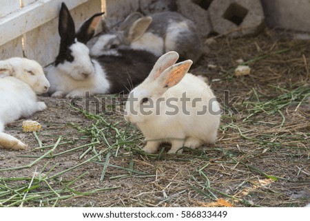 Rabbits are cute animals