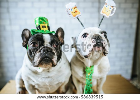 Couple of dogs with disguise for Saint Patrick's Day