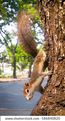 Close up ,Squirrel Tears Climbing trees for food and to play with people