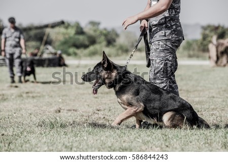 Policeman with a German shepherd dog  ,  Soldiers from the K-9 unit demonstrations to attack the enemy , the green lawns , German Shepherd dog stand. Royalty-Free Stock Photo #586844243