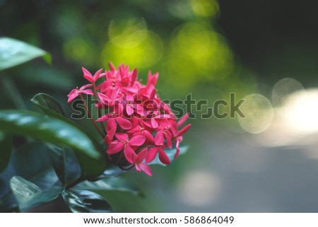 The dreamy and blurry soft focus of sweetness lovely pink Ixora flower with green natural bright sunny light & flare bokeh background.
