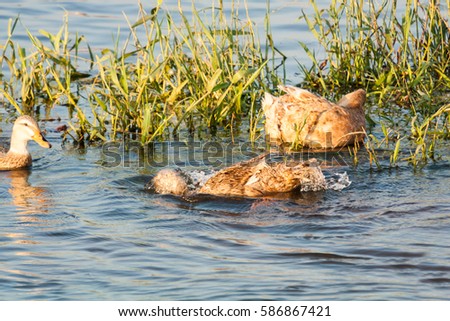 Ducks swimming in water in Kerala, India