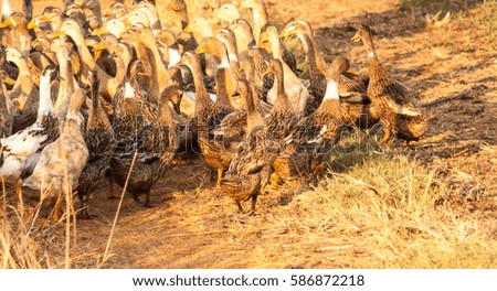 A flock of ducks walking 