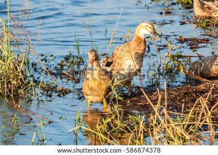 Two ducks resting in land near water in Kerala, India