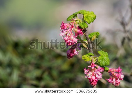Pink flowering currant (Ribes sanguineum glutinosum), California