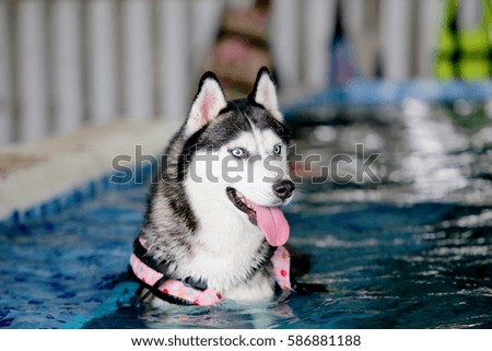 Siberian Husky black and white colors with blue eyes in swimming pool