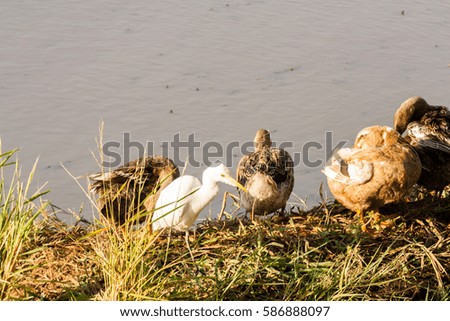 A white heron resting with ducks near paddy field