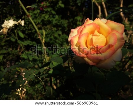 sun shining through big rose. The orange-yellow rose. darken background