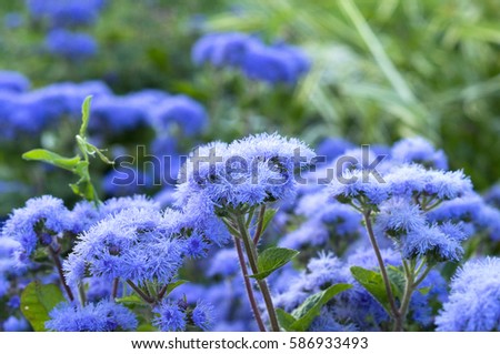 ageratum beautiful flowers in the flowerbed