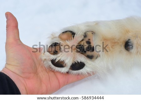 Men hand and Alaskan Malamute paw