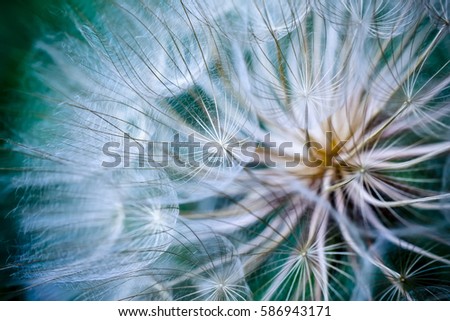 Tragopogon pseudomajor S. Nikit. Dandelion seeds, photo close up. Toning with high contrast. Royalty-Free Stock Photo #586943171