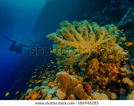 colorful coral surrounded by a multitude of colorful fish swim against the background of the diver on blue sea background
