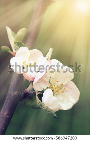 Sunlit apple flowers in spring, retro photo filter effect
