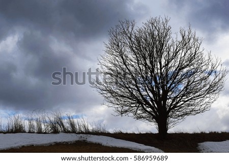 Tree silhouette on dramatic cloudy sky background