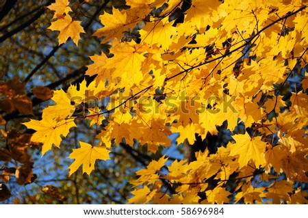 Maple tree with yellow autumn leaves