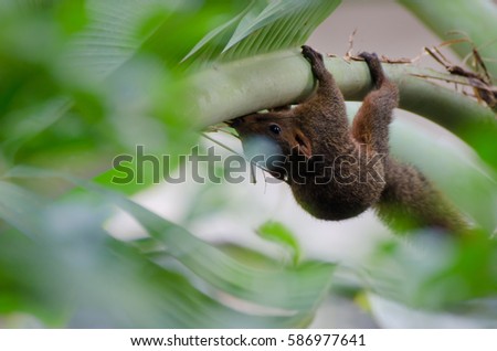 Squirrel clutch on the banana tree
