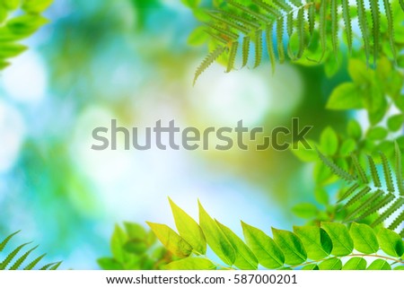 Green trees and leaf greenery bokeh blurred focus