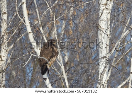 Birds of prey - Common buzzard (Buteo buteo) perched on birch tree. Hunting time.