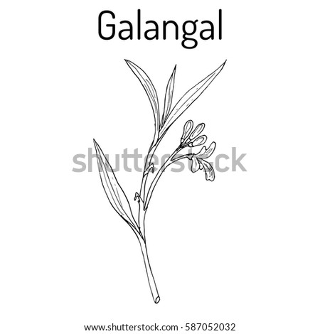 Galangal (Alpinia officinarum), medicinal plant. Hand drawn botanical vector illustration Royalty-Free Stock Photo #587052032