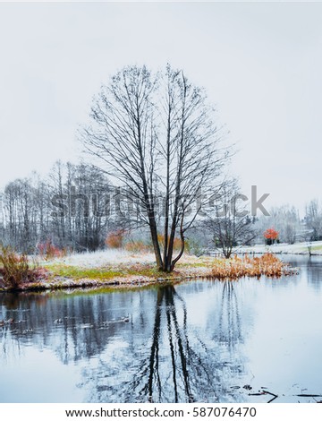 Winter trees over lake