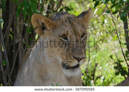 AFRICAN LION SAFARI KENYA TANZANIA