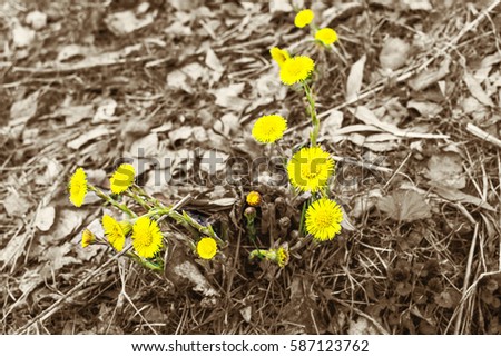 Coltsfoot yellow flowers. Bright yellow spots of the first spring flowers on the last year's grass