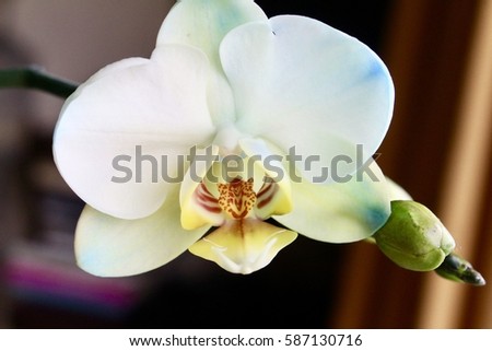 White orchid isolated macro picture nature background