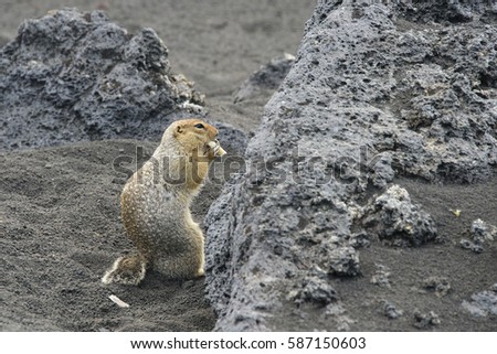 Ground squirrel in Kamchatka eating cheese
