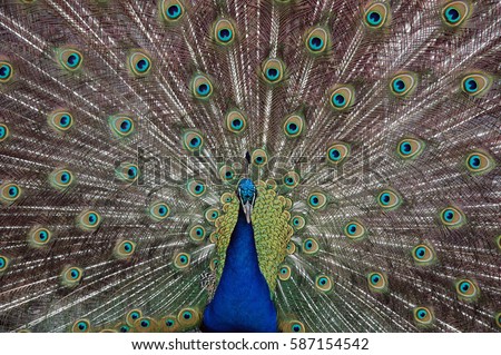 peacock spreading its tail/proud peacock/blue peacock Royalty-Free Stock Photo #587154542
