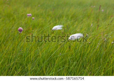 Green grass field with two fluffy plants waving in the wind, selective focus, background