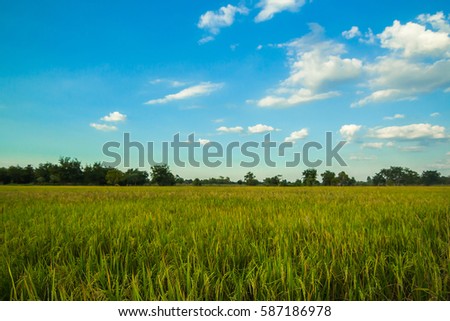 Rice cornfield and blue sky background in Thailand.