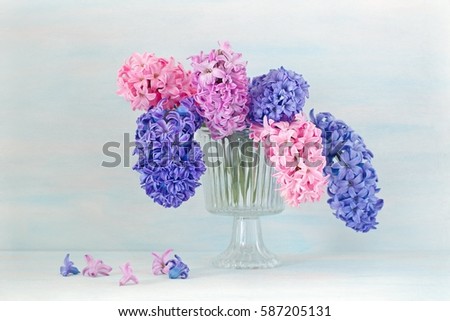 Multicolored beautiful hyacinth flowers in a glass vase on a pale blue background.