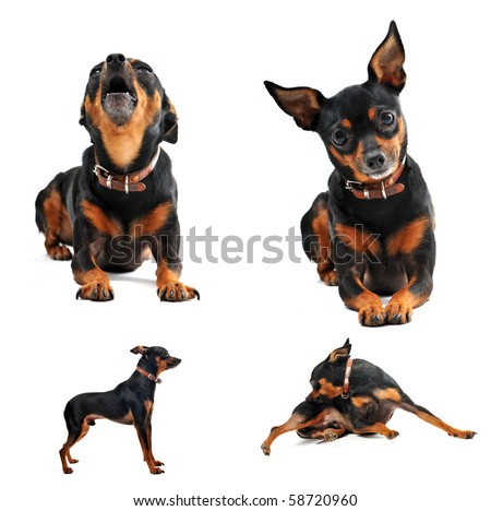 composite picture with purebred miniature pinscher on a white background