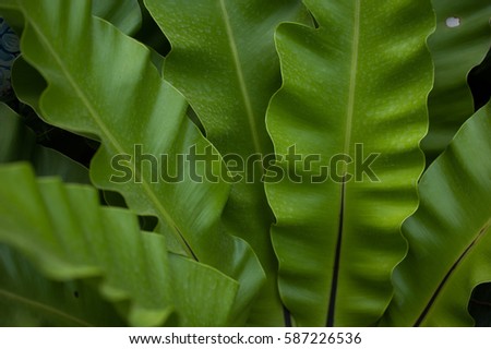 Green foliage