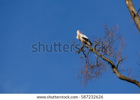 Stork in Nest on Tree