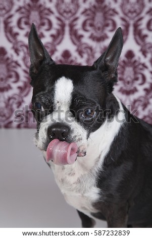 Funny Boston terrier sticking her tongue out.