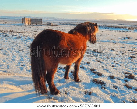 Iceland horse surrounded by snow.