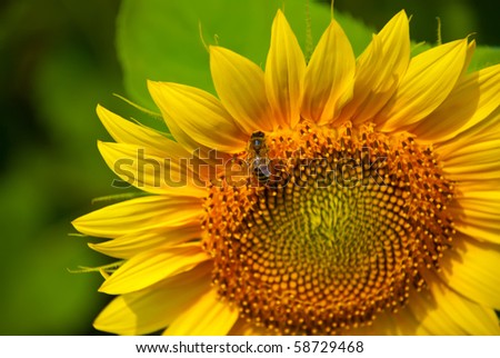 beautiful sunflower top view with bee