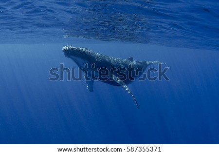 Playing humpback whale calf Royalty-Free Stock Photo #587355371