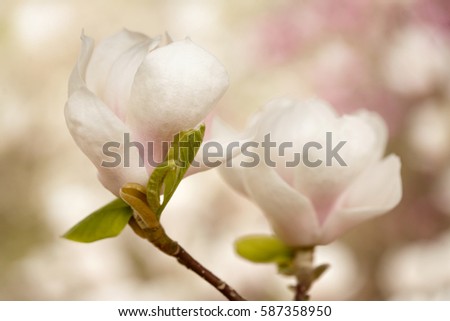 White magnolia tree blossom 