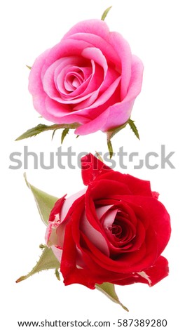 rose flower head isolated on white background cutout