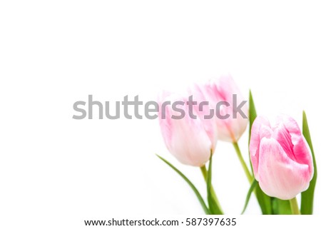 A detail picture of nice white and pink striped tulips on white background.  