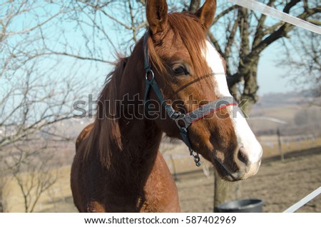 Brown Horse head with reins .Close up view of beautiful horse face. Standing outdoor in farm and looking to camera