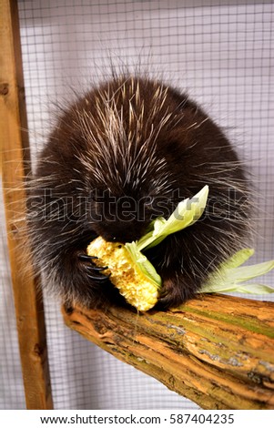 Porcupine eating corn in Canadian wildlife rehabilitation center.