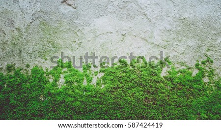 Photo depicting a bright green moss on an old stone wall. Closeup. Slovenia, Ljubljana city, Castle area. Royalty-Free Stock Photo #587424419