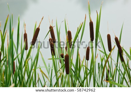 Typha latifolia, Common Bulrush, Broadleaf Cattail, blackamoor, flag, mace reed, water-torch Royalty-Free Stock Photo #58742962