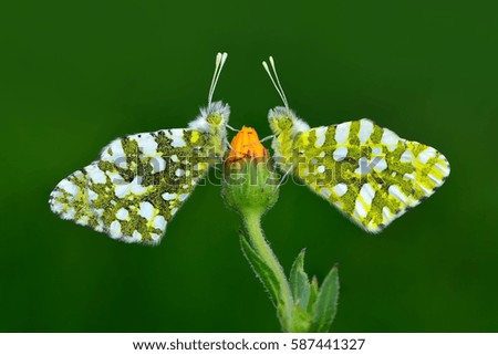 Butterfly -stock Image