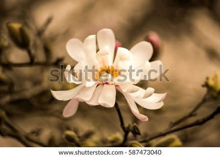 White Star Magnolia