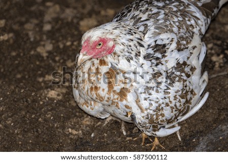 Image of hen on the ground.  Fram Animals.