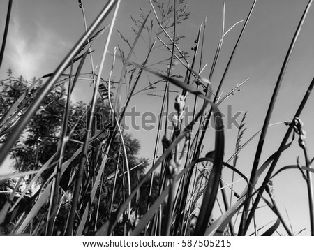 Close up image of black grass for texture and background. Top macro side view